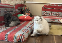 Dubai’s cat cafe