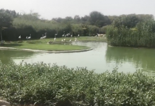 Wasit Wetland in Sharjah (Arabic)