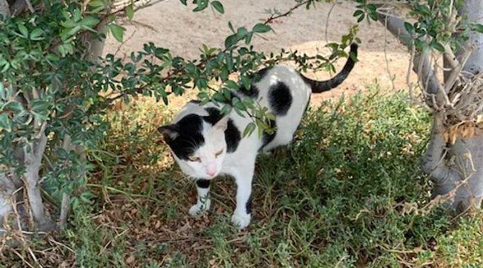 university-invites-residents-to-volunteer-to-staff-cat-feeding-stations