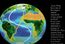 Arctic Terns Migration