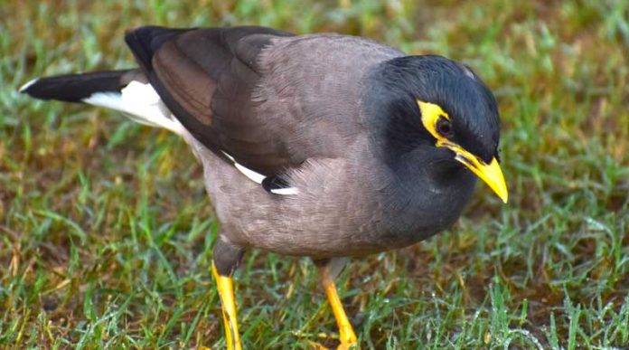 2021-02-27-Sustainability-seeks-volunteers-for-bird-survey