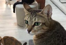 Covid-19 Rules at Dubai Cat Café