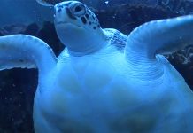 Sharjah Aquarium in Al Khan, Sharjah