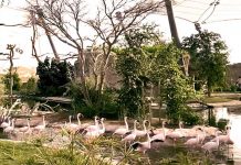 Sharjah Safari, Al Dhaid