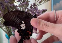 A passion for entomology