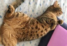 Adopting a furry friend will change your life