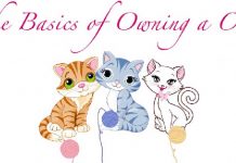 Caring for a Cat
