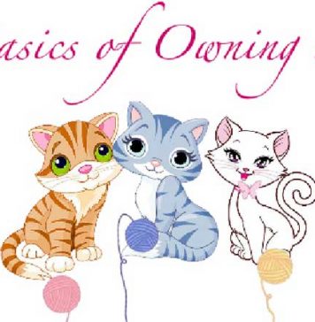 Caring for a Cat