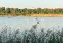 Sharjah Wasit Wetland Centre hosts over 400 species of birds