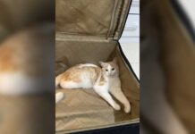 Curiosity Found the Cat