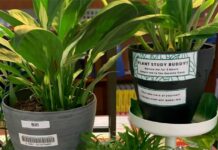Plant pals available to ease finals stress