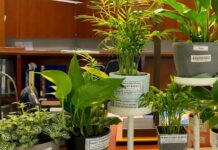 Shaikha Almaazmi reports on plant study buddies