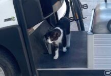 Cats on Campus