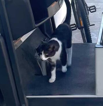 Cats on Campus